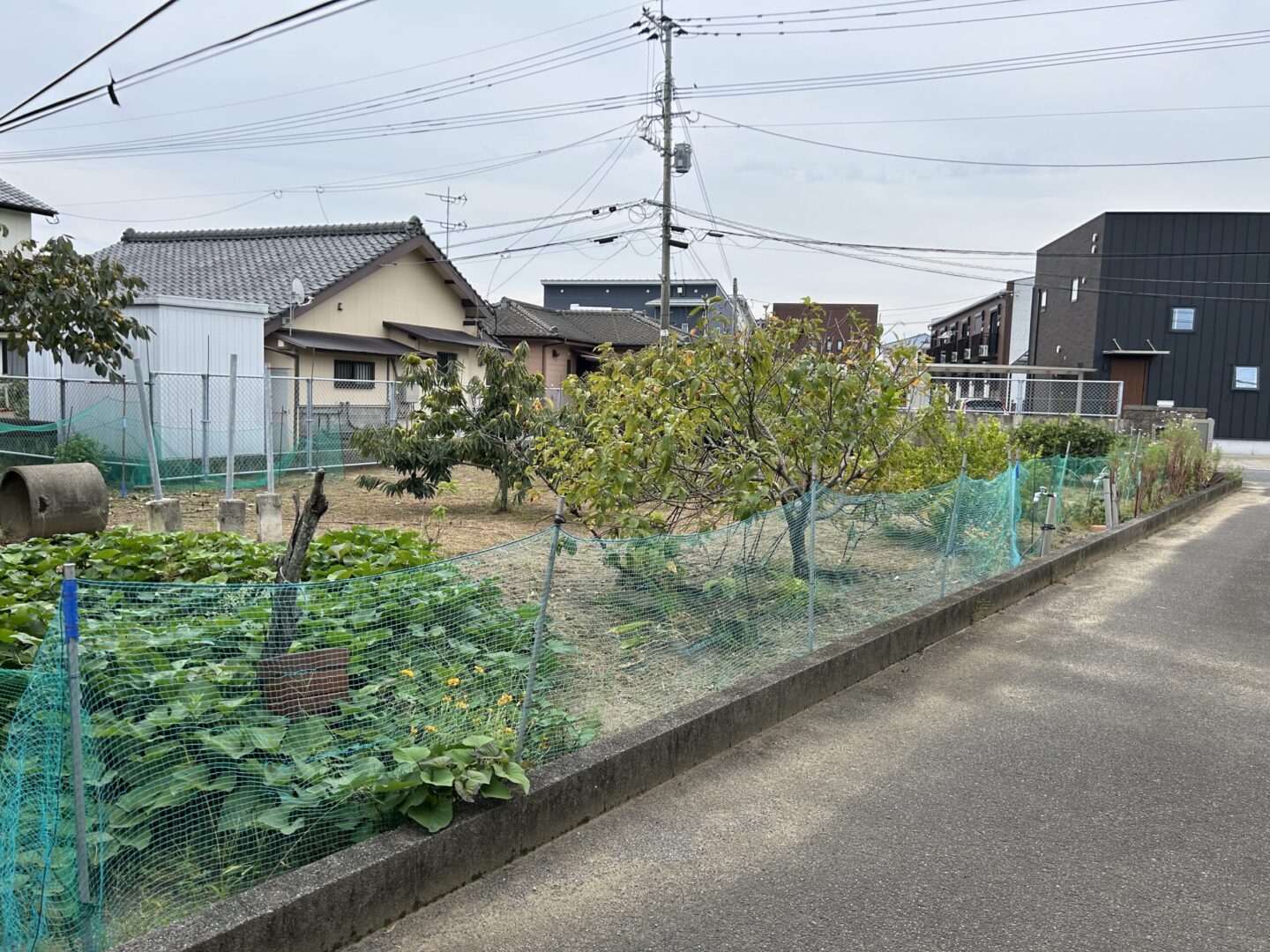 日向市｜財光寺丸池③